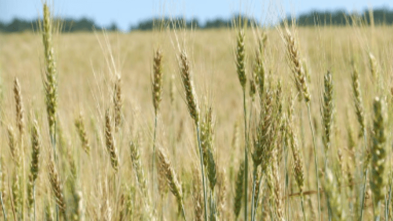 Рапс, сою и пшеницу хорошего качества вырастили в Иркутской области