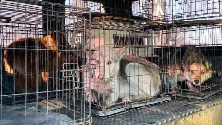 Мэр Черемхова попросил горожан не бить специалистов по отлову собак