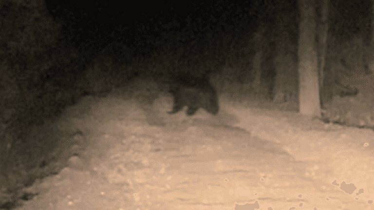 Медведи в Сибири всё чаще выходят к людям