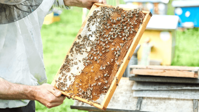 Гранты помогут разводить коз и пчёл начинающим фермерам Приангарья