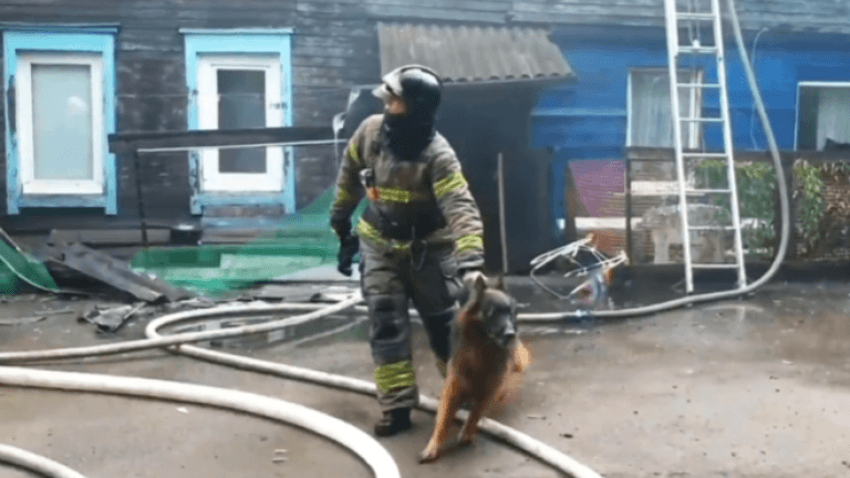 Собаку и кошку вынесли из огня пожарные в Иркутске