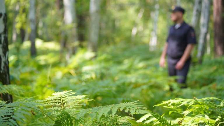 37-летнюю сборщицу грибов ищут в Братском районе