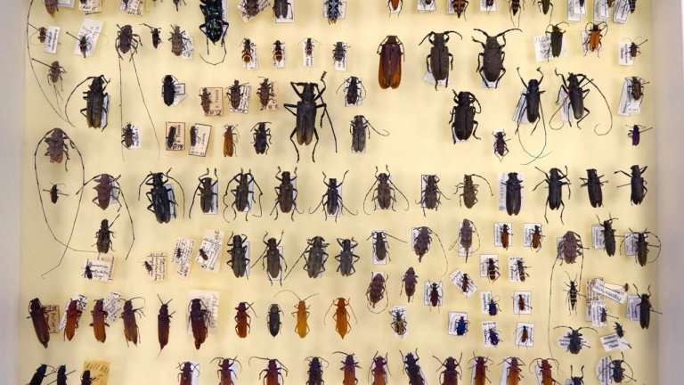 9 карантинных зон установлено в Чунском районе из-за нашествия усачей и шелкопрядов