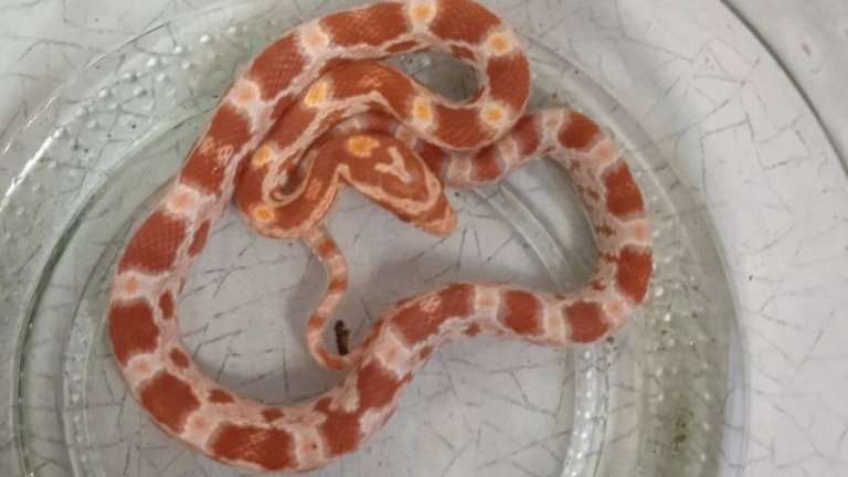 Экзотическую змею обнаружили в подъезде жилого дома Ангарска