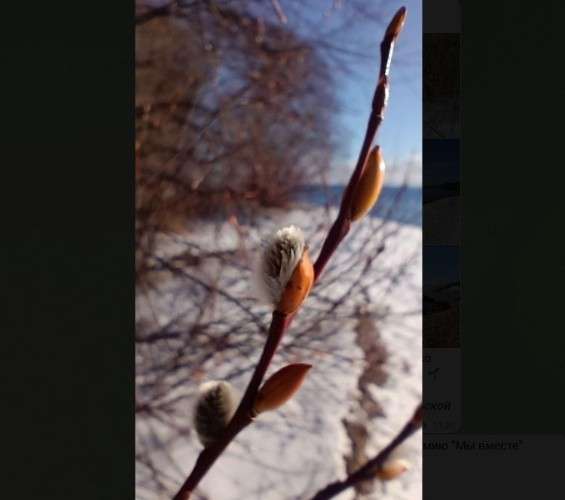Верба распустилась в декабре на Байкале