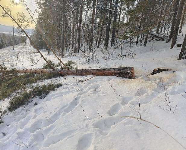 Чёрные лесорубы свалили сосну и лишили электричества несколько посёлков Осинского района