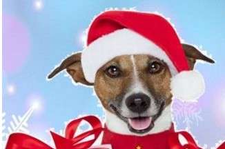 «Новогодний карнавал питомцев» проводит ветеринарная станция в Тайшете