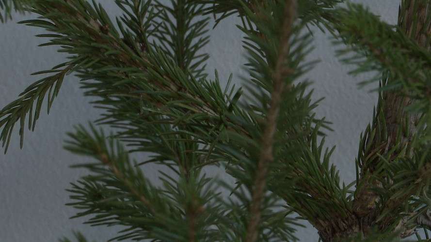 Иркутяне часто с нарушениями утилизируют новогодние ёлки