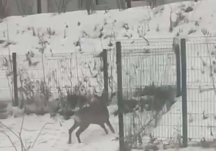 Молодая косуля замечена на территории Шелеховской больницы