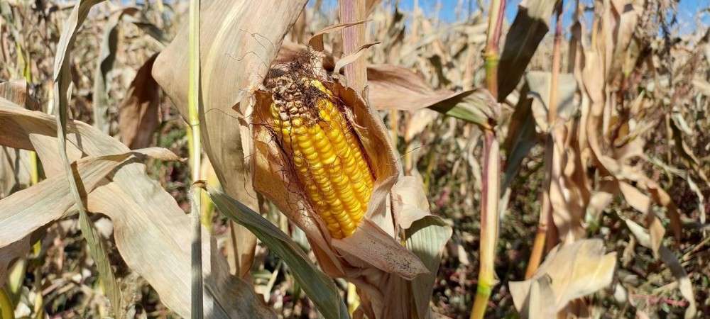 Россельхознадзор сертифицировал 22,1 тыс. тонн зерна для экспорта из Приангарья