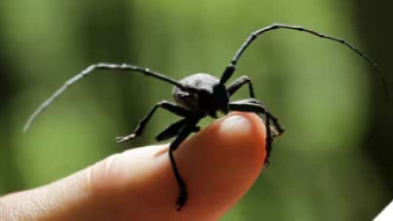 Личинки усача обнаружены в экспортной древесине в Приангарье