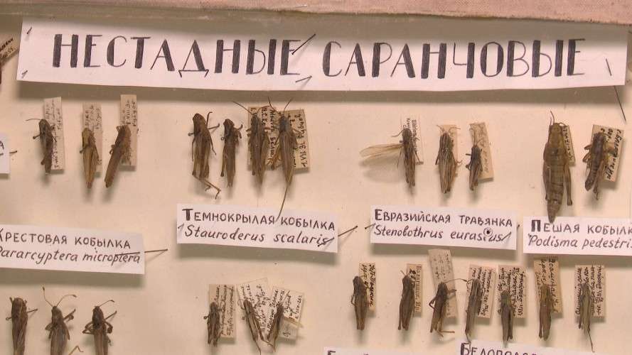 саранча