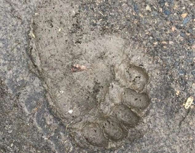 след медведя