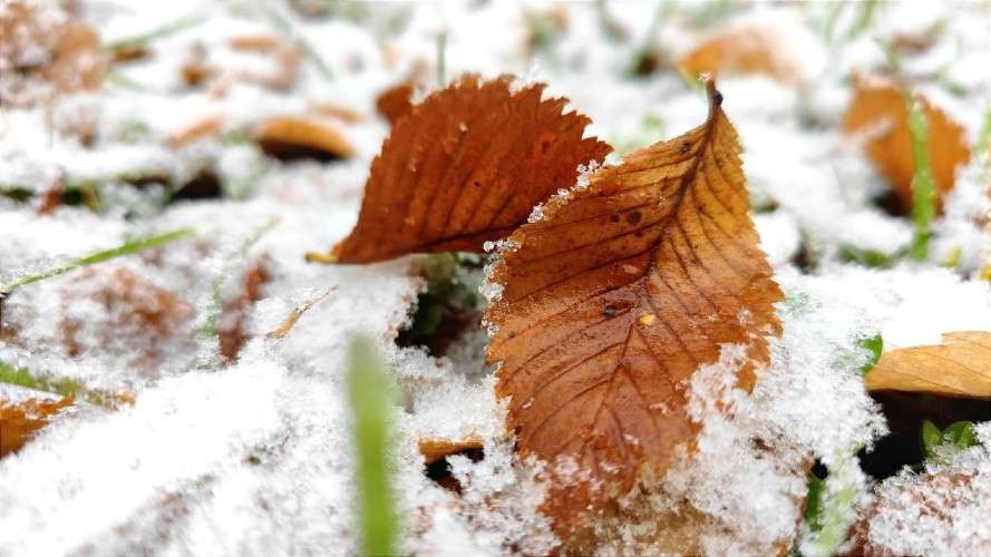 Осенний лист в снегу