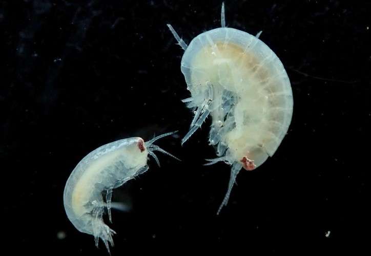 Байкальские рачки