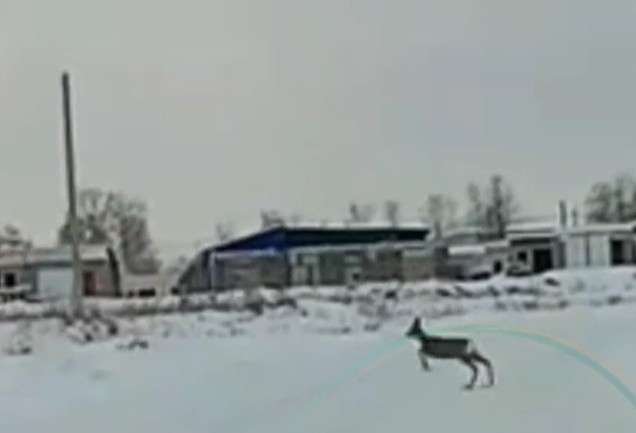 Косуля на улице