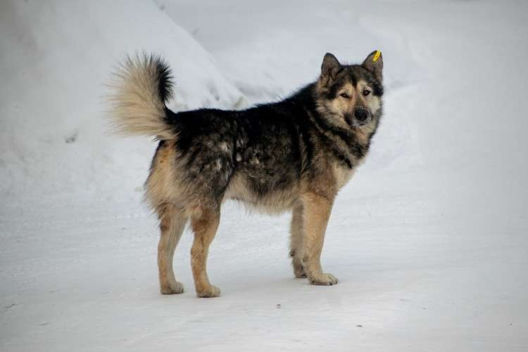 Беспризорные собаки