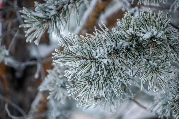 иней на иголках хвойного дерева