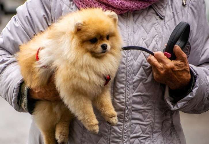 Щпиц на руках у женщины