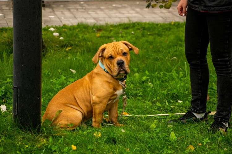 Собака сидит на траве