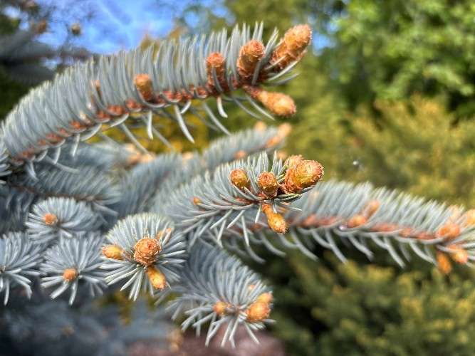 ветки, хвоя, шишки, побеги, сад, лес