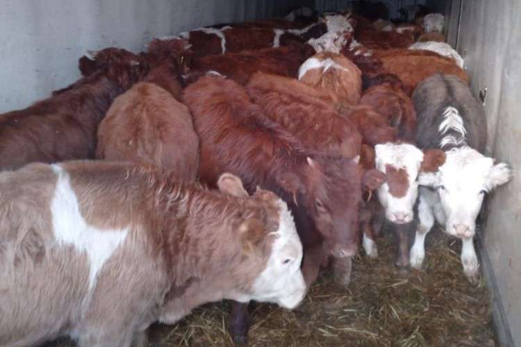 коровы в кузове