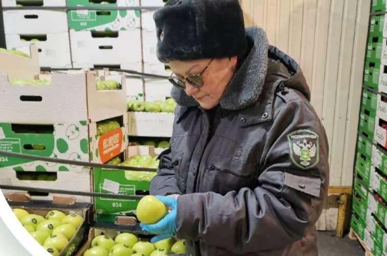 Инспектор осматривает яблоко на плодоовощной базе