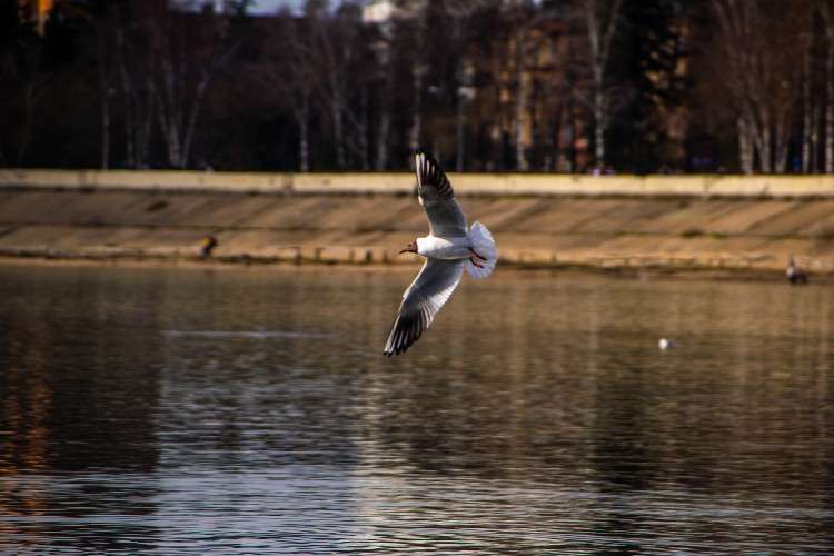 Чайка, набережная