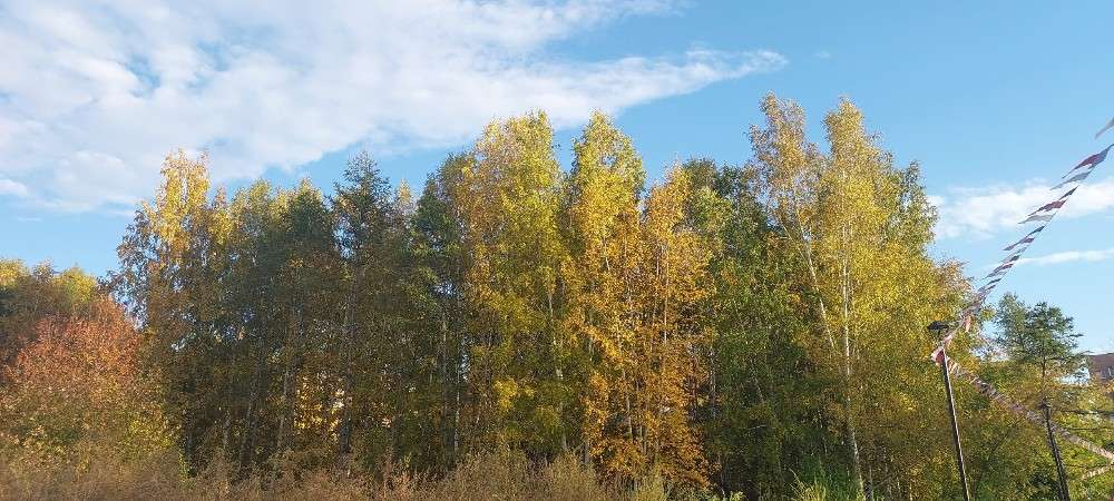 деревья, парк, фонари