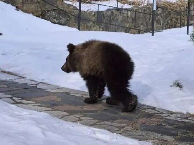 Медвежонок