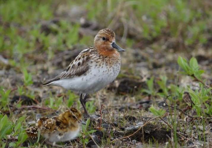 Кулик-лопатень