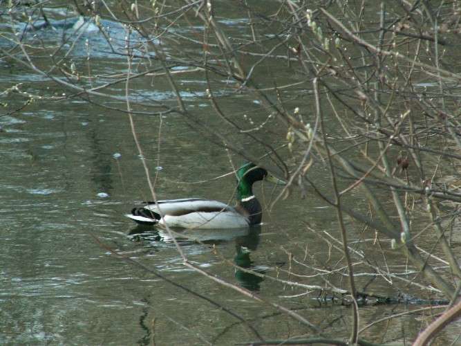 Утки на Ангаре