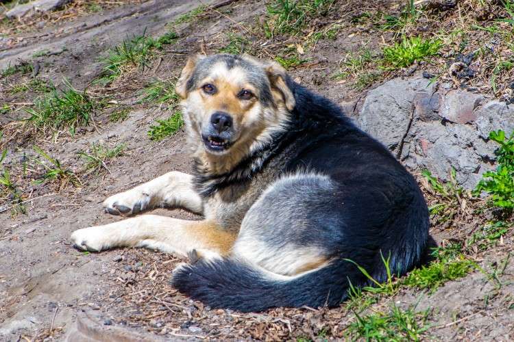 Бездомная собака