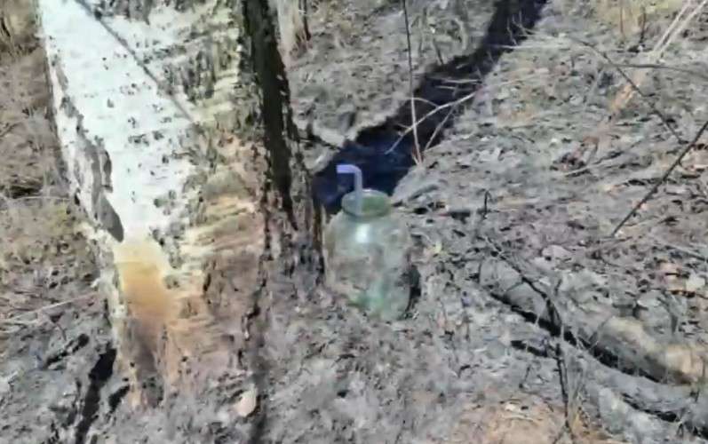 Банка для сбора сока возле берёзы