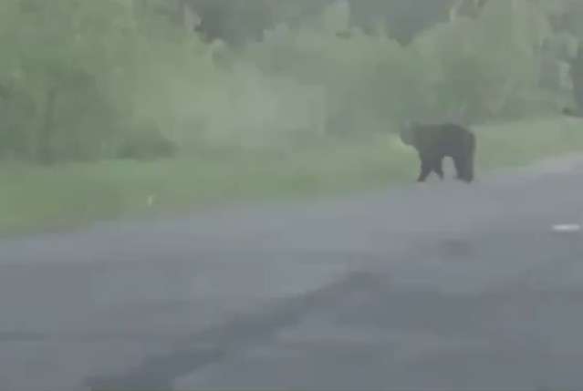 Медведь на дороге