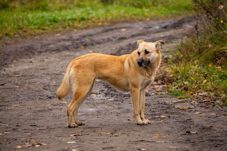 собака, животное