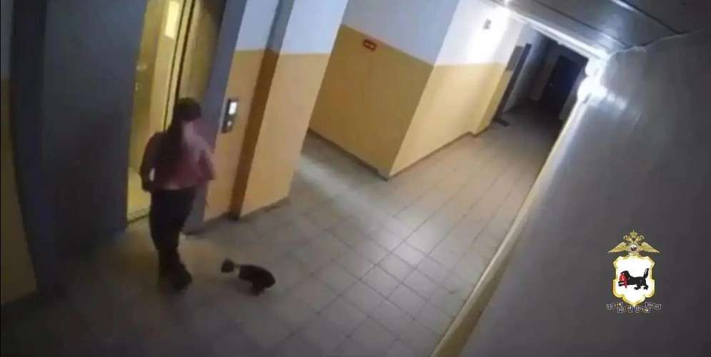 Девушка входит в лифт, на поводке кошка