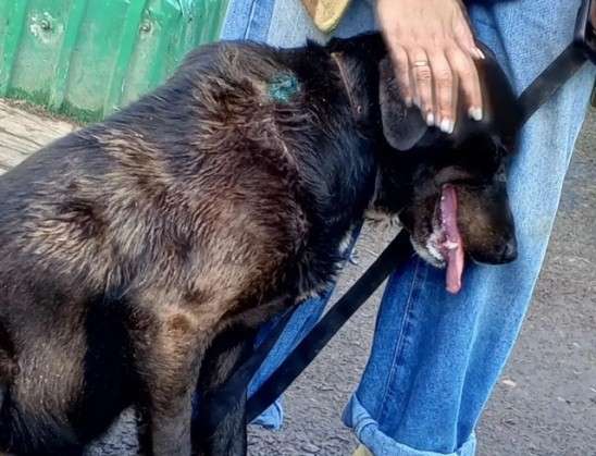 чёрная собака с высунутым языком устало прижимается к ноге женщины, рука женщины гладит собаку по голове