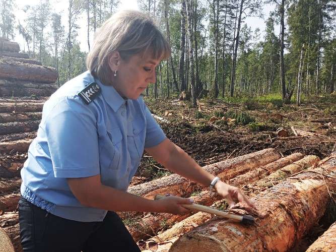 Женщина в голубой форменной рубашке с погонами находится на лесосеке, вокруг много поваленных деревьев, на заднем плане — лес.