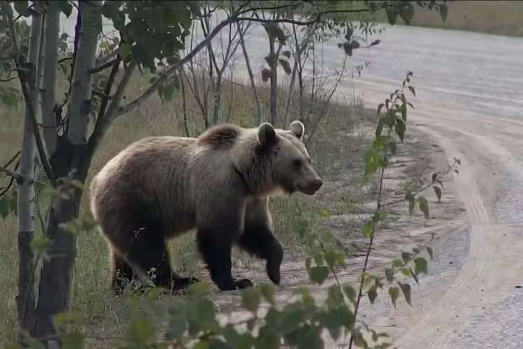 Медведь выходит на дорогу