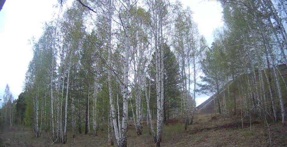 Участок с берёзами