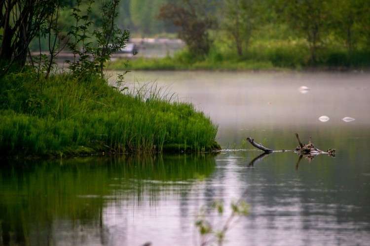 Тихое, спокойное озеро или река в утреннем тумане. На переднем плане — заросший зеленой травой берег, склонившийся к воде. В воде плавает коряга. Поверхность воды гладкая, отражает берег и небо.