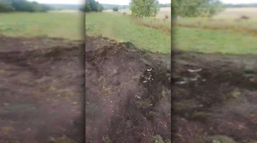 Размытое изображение. На переднем плане — темная куча земли и травы, в которой лежит несколько белых продолговатых предметов (похожих на кости или обломки). На заднем плане — зеленое поле и деревья. Фотография сильно смазана.