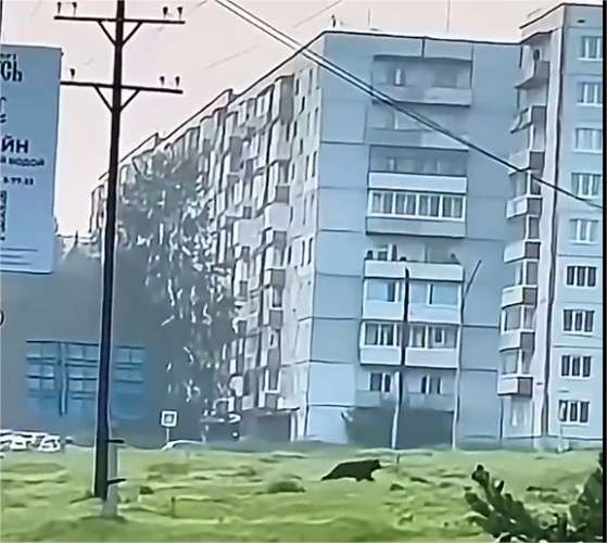 Медведь ранним утром гуляет по городу