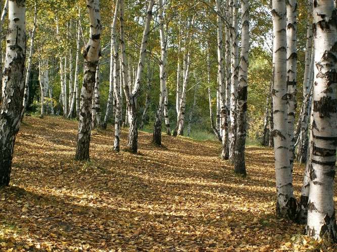 Лес с берёзами.