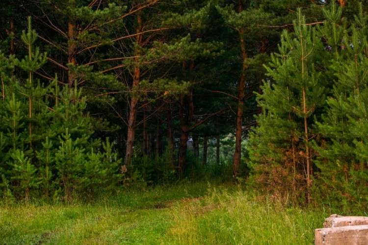 Густой сосновый лес. На переднем плане — высокая зеленая трава, среди которой виднеется тропинка, уходящая вглубь чащи. Слева и справа растут молодые пушистые сосенки, а в центре возвышаются стволы взрослых деревьев.