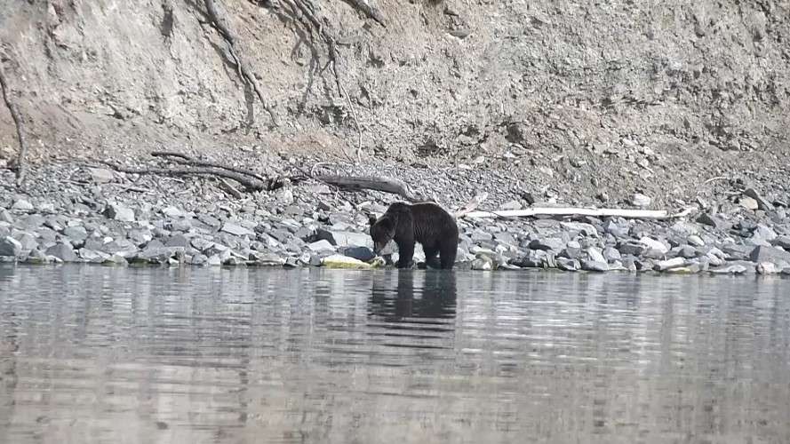 Медведь на берегу реки