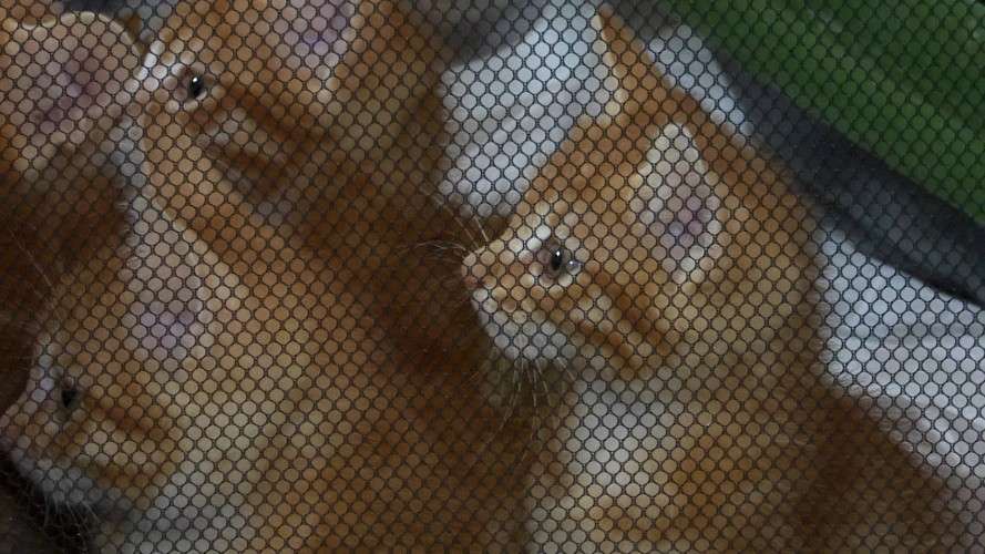 Рыжие котята