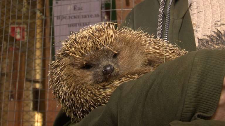 Стоит ли ждать ранней весны: прогноз от иркутского ежа-предсказателя