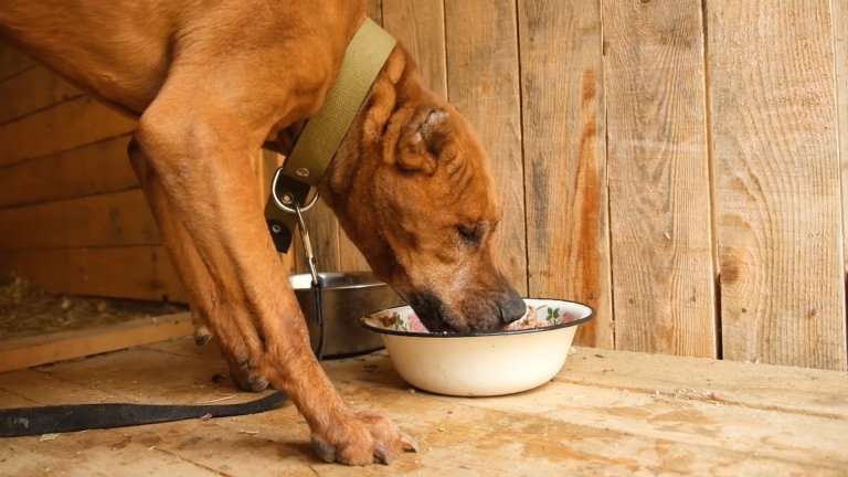 Всё чаще на жизнь и смерть в муках обрекают животных жители Иркутской области